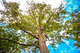 Seasonal Cleanup (Spring/Fall) in Garfield, NJ