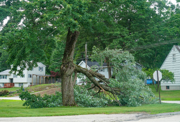 How Our Tree Care Process Works  in Garfield, NJ